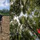 SATO logra su meta al sembrar 3 mil árboles en los bosques de Viena