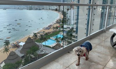 Acapulco: el destino perfecto para viajar con tu mascota