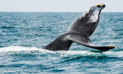 De diciembre a marzoNayarit: El destino perfecto para el avistamiento de ballenas y tiburones ballena en 2025