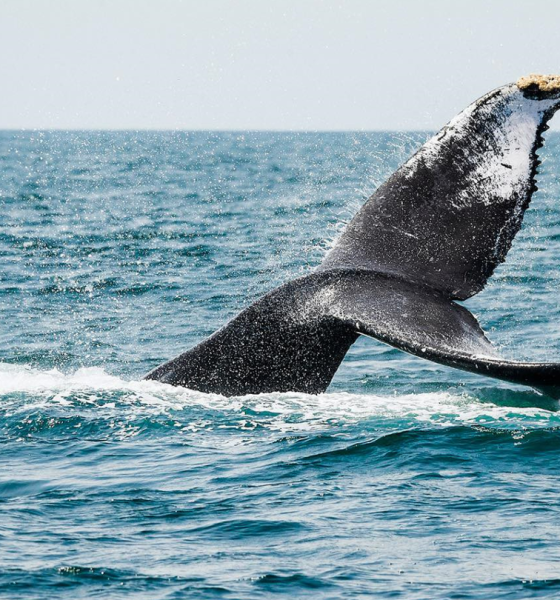 De diciembre a marzoNayarit: El destino perfecto para el avistamiento de ballenas y tiburones ballena en 2025