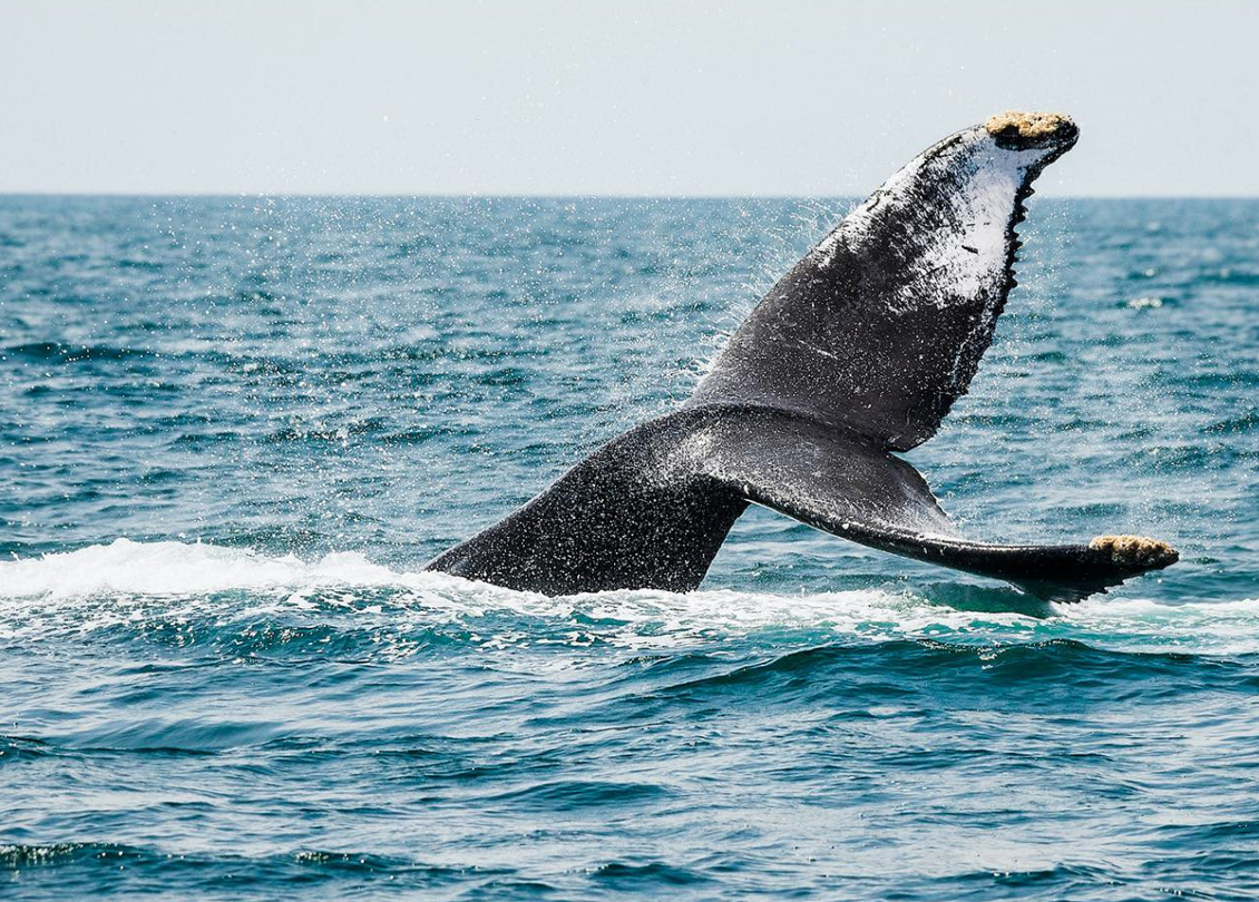 De diciembre a marzoNayarit: El destino perfecto para el avistamiento de ballenas y tiburones ballena en 2025