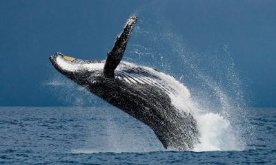 De julio a octubreAvistamiento de ballenas: vive la magia del Pacífico en Panamá