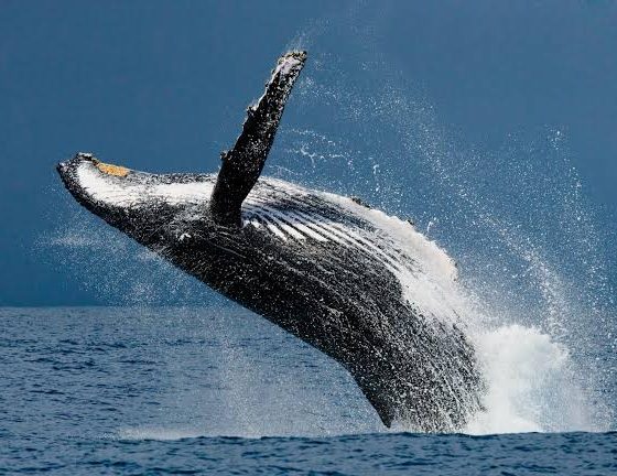 De julio a octubreAvistamiento de ballenas: vive la magia del Pacífico en Panamá