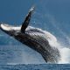 De julio a octubreAvistamiento de ballenas: vive la magia del Pacífico en Panamá