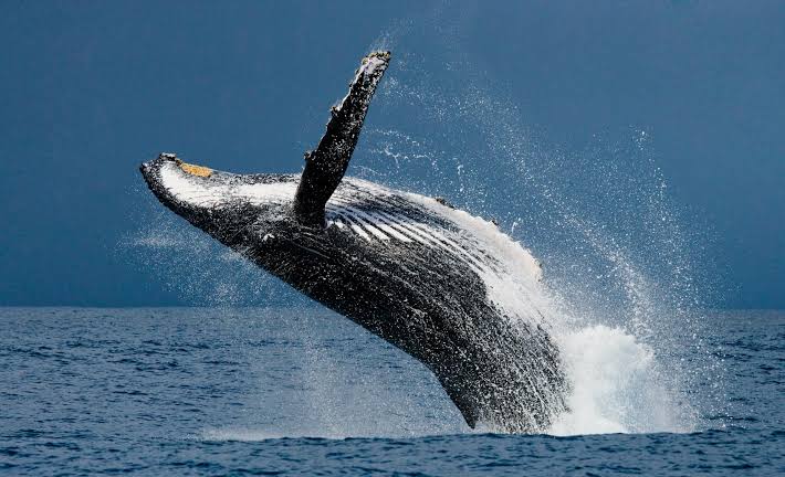 De julio a octubreAvistamiento de ballenas: vive la magia del Pacífico en Panamá