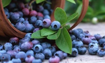 En el estado de PueblaVive la experiencia Blueberry en el Pueblo Mágico de Zacatlán de las Manzanas