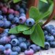 En el estado de PueblaVive la experiencia Blueberry en el Pueblo Mágico de Zacatlán de las Manzanas