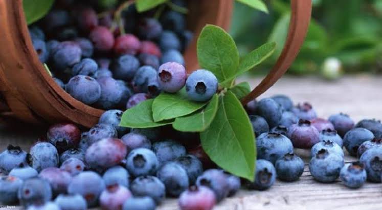 En el estado de PueblaVive la experiencia Blueberry en el Pueblo Mágico de Zacatlán de las Manzanas En el estado de PueblaVive la experiencia Blueberry en el Pueblo Mágico de Zacatlán de las Manzanas