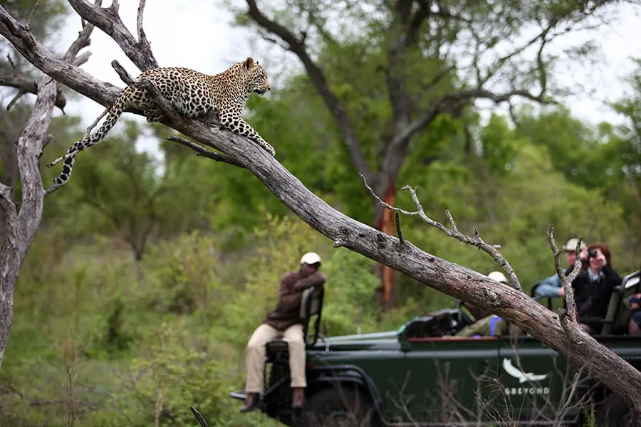 Los mejores destinos de safari en África Los mejores destinos de safari en África