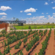 Zacatecas: entre historia, barricas y buen vino