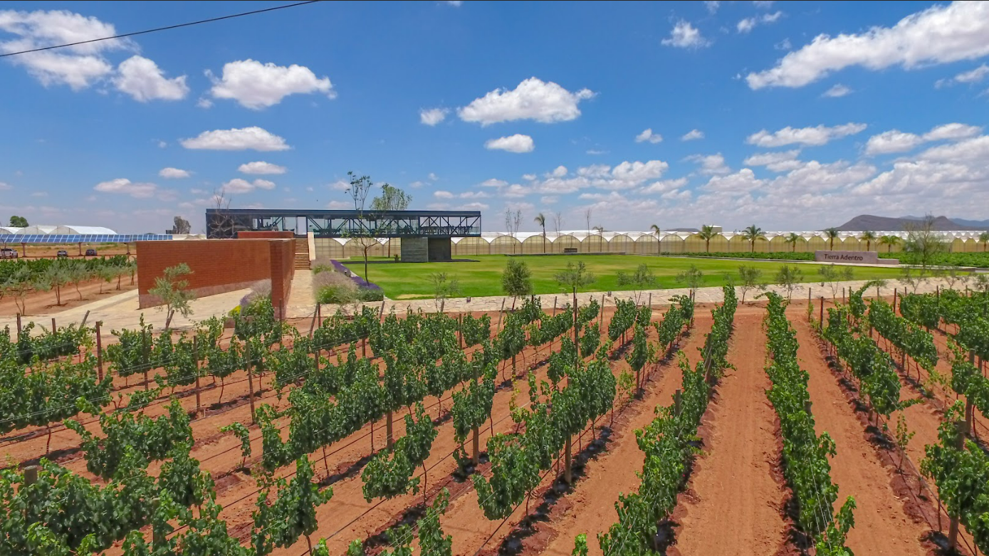 Zacatecas: entre historia, barricas y buen vino