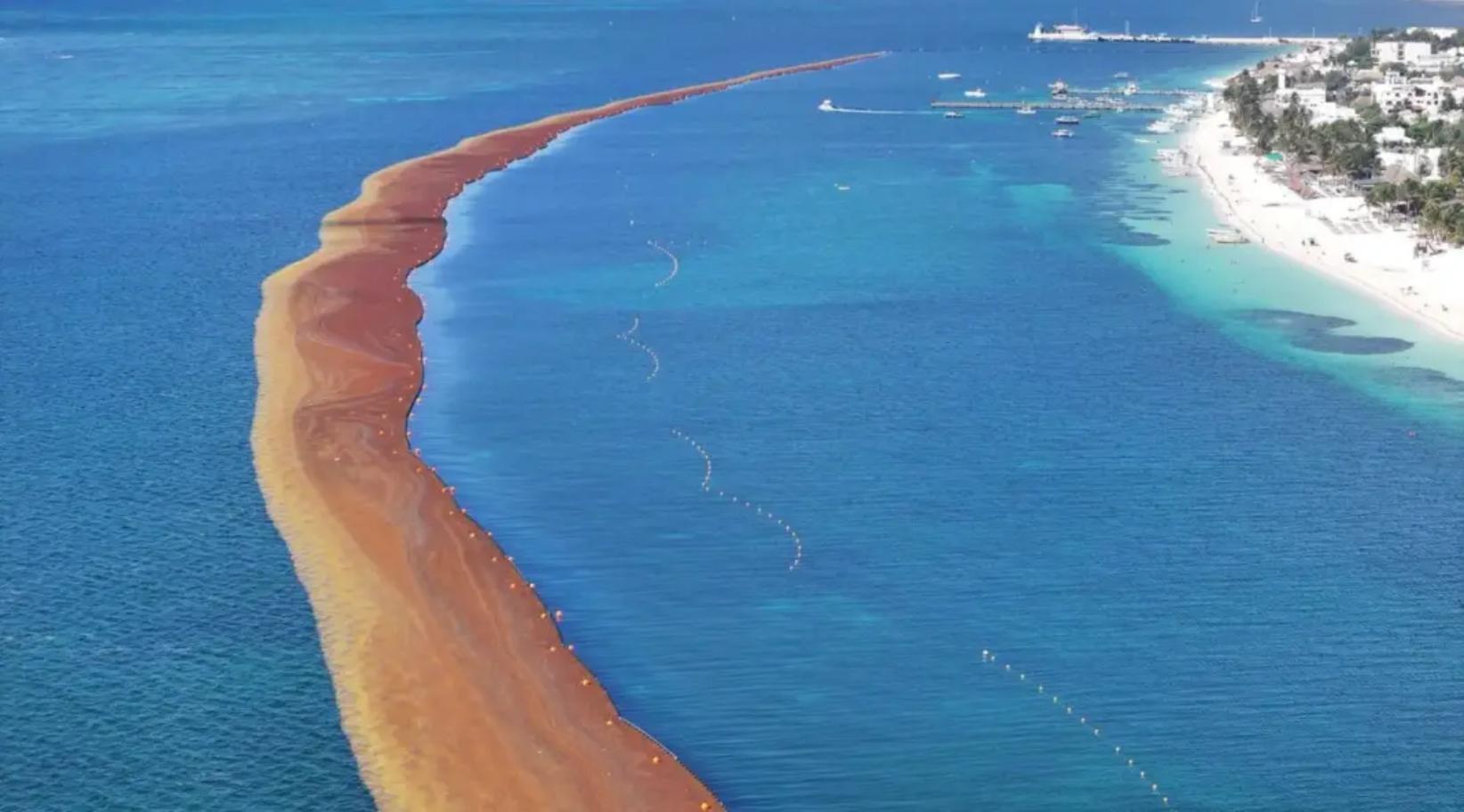 Royal Caribbean invierte en programa de gestión de sargazo a largo plazo para proteger el litoral de Mahahual